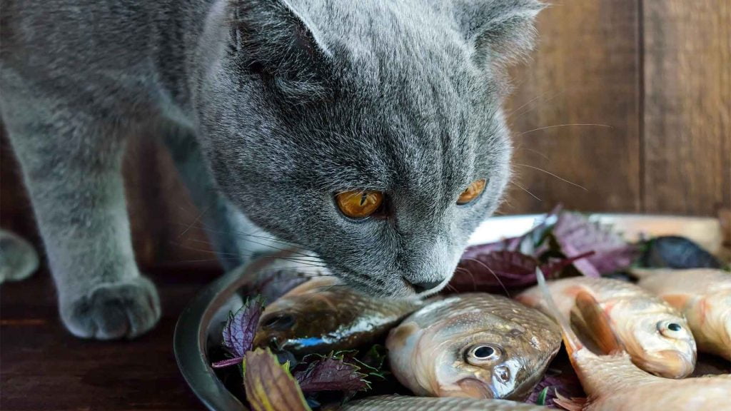 Curiosidades de los gatos: Gato oliendo pescado