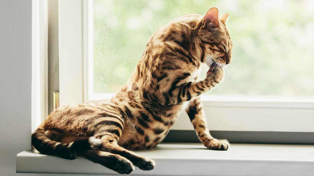 curiosidades de los gatos: gato relamiéndose la pata