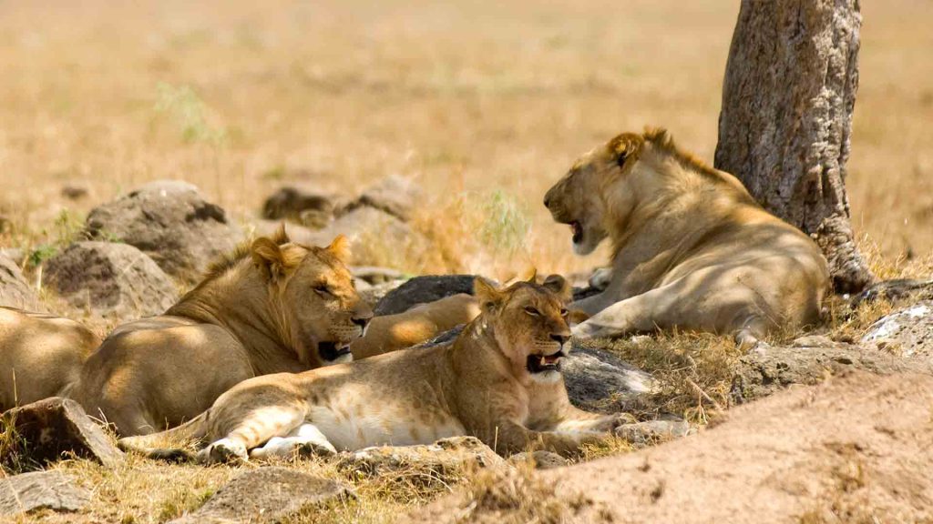 leonas-descansando como datos curiosos de los leones