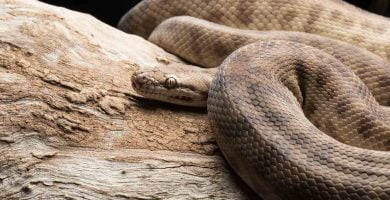 Datos curiosos de las serpientes
