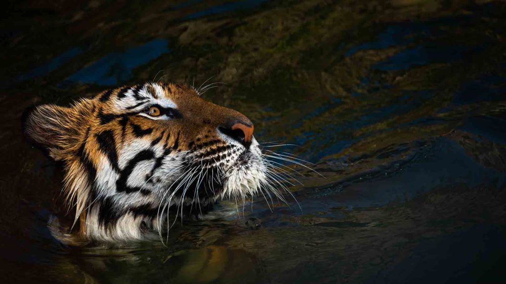 tigre saliendo del agua